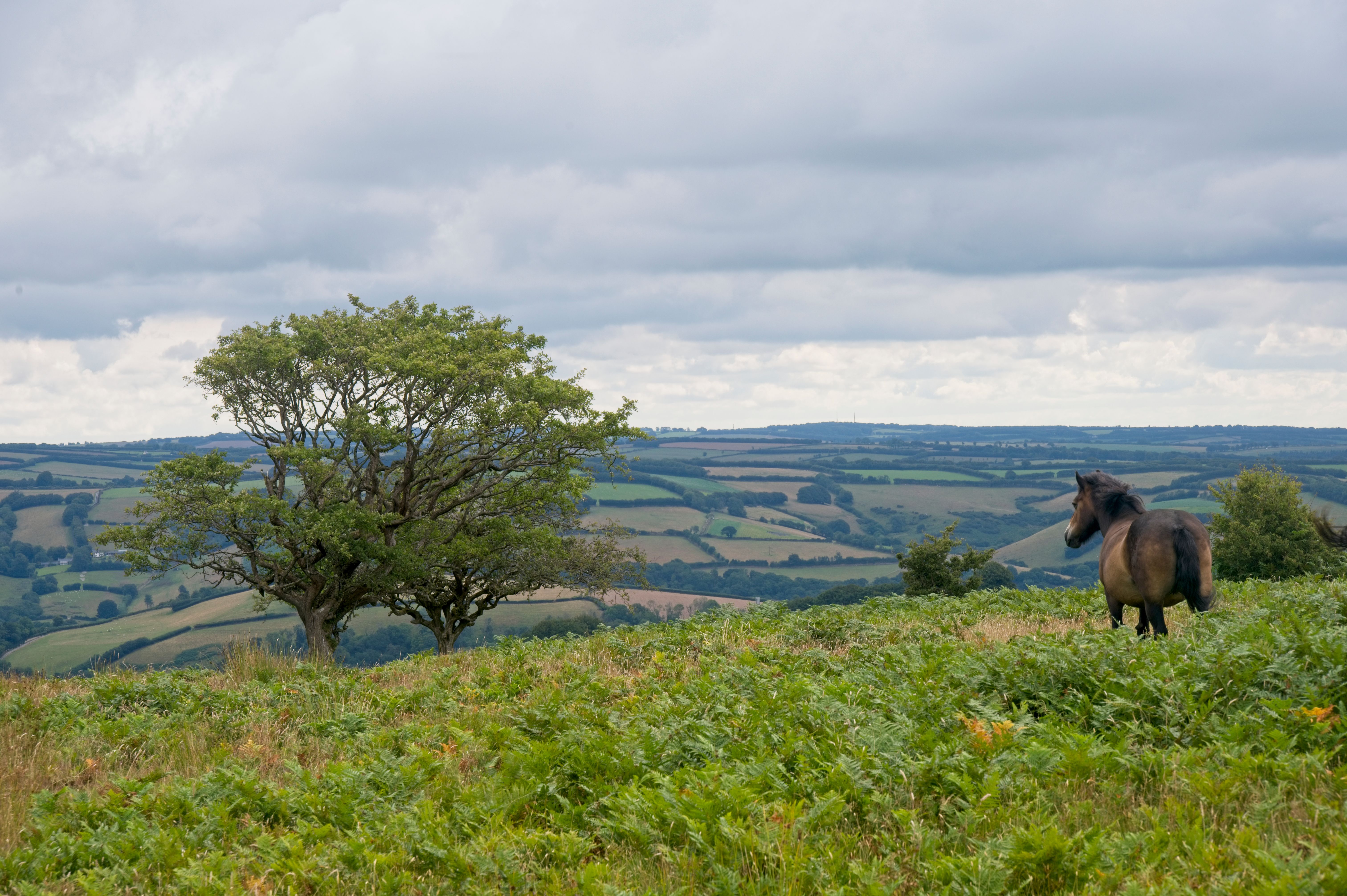 Somerset countryside